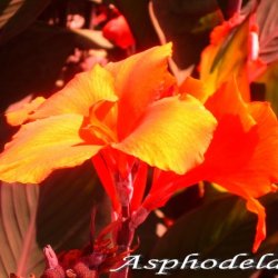 Asphodela - Asphodela (2008) [EP]