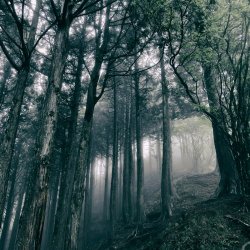 Akira Kosemura - In The Dark Woods (2017)