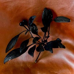 This Cold Night - Black Cherry (2019) [EP]