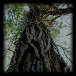 Novemthree - Seeds From Withered Stalks (2013) [EP]