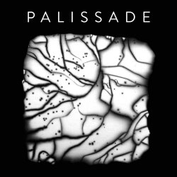 Palissade - Palissade (2020)