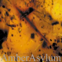 Amber Asylum - Frozen In Amber (2003) [Reissue]