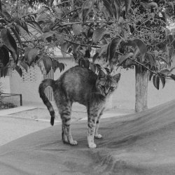Glaring - Bat Cats (2025) [Single]