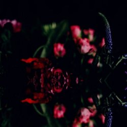 Pure Obsessions & Red Nights - What's On Your Mind ? (2025) [Single]