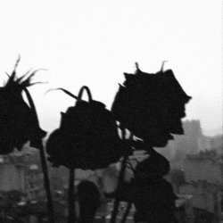 Tsara - She Want Flowers (2025) [Single]