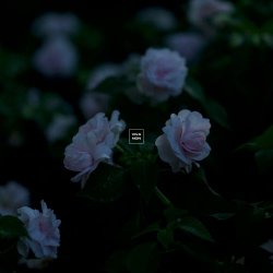 Viva Non - With Love (2025) [Single]