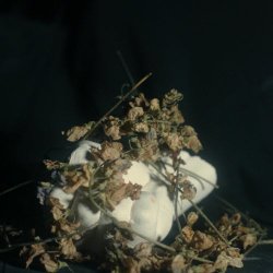 Pain Magazine - Weak And Predatory (2025) [Single]