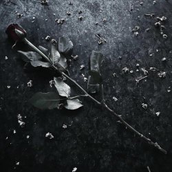 Endless Me - Elaine (2025) [Single]