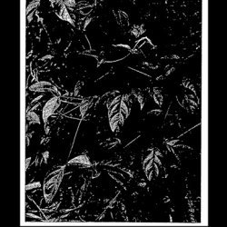Noir Noir - Life And Death (2015) [EP]
