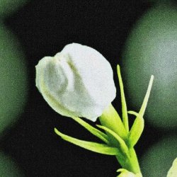 Aircraft - Something Special (2025) [Single]