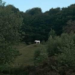 Fiasko Leitmotiv - A Lonenly White Horse In The Meadow (2025) [Single]