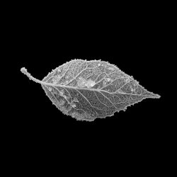 Spray - In The Bleak Midwinter (2025) [Single]