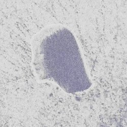 LovelyEddie - Pretty Brown Eyes (2025) [Single]