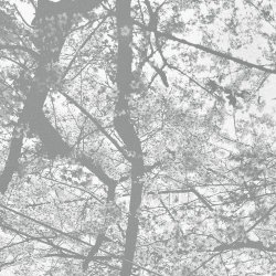 Black Rain - Obliteration Bliss (2025)