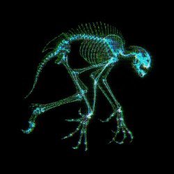 Creature From The Black - Residual Anatomy Of Static (2025) [Single]