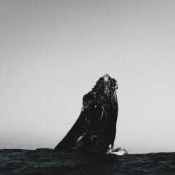 ナース - Floating Whale (2026) [EP]