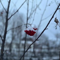 Isiolia - Frozen (2025) [Single]