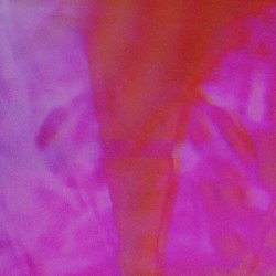Gwendolyn Dot - Untitled 1 (2025) [EP]