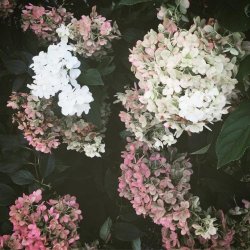 Skull Family - A Field Of Flowers (2026) [Single]