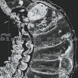 Fro - Distopic Phobia (2026) [EP]