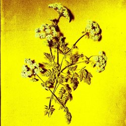 Prognoz - Flower (2026) [EP]