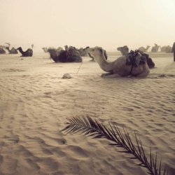 Local Suicide - We Can Go Everywhere (2014) [Single]