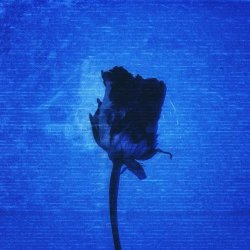 Sugar Rody - Middle East Nights (2025) [Single]