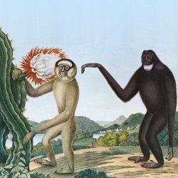 Baston - Primates (2019)