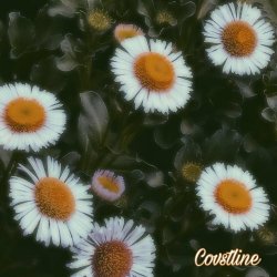 Covstline - Indie Girl (Alternate Versions) (2026) [Single]