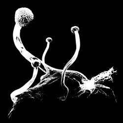 Ekman - Panisch / Nuance (2022) [Single]