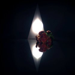 Night Service - Human Behavior (2026) [Single]