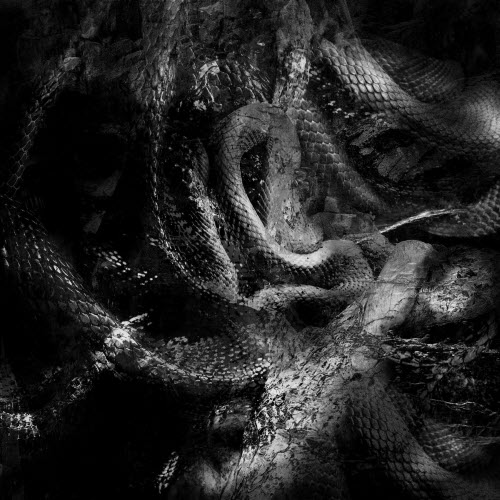 VA - Sect Of Serpents (2021)
