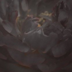 Atropa - Oneirophagia (2026)