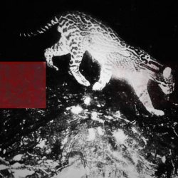 Grisa - Animais (2026) [Single]
