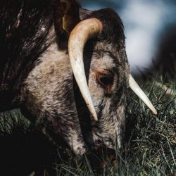 Slow White Fall - Pushing Through A Wall (2020)